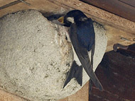 Mehlschwalbe am Nest